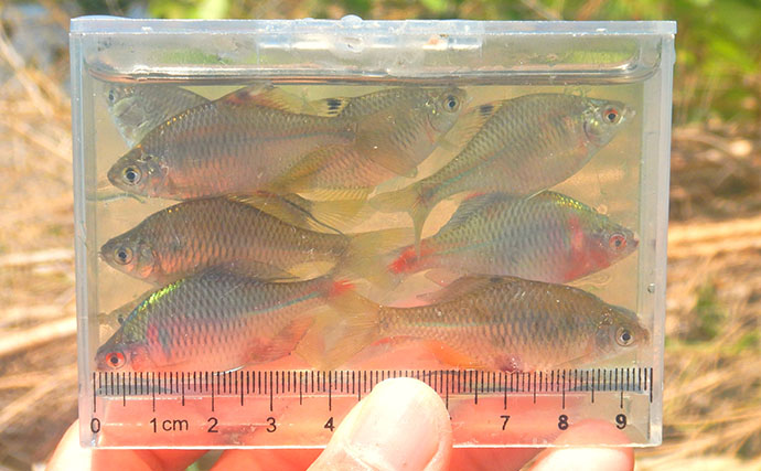 埼玉・びん沼川で淡水「二刀流」釣りを満喫　タナゴ23尾に50cm級コイも登場