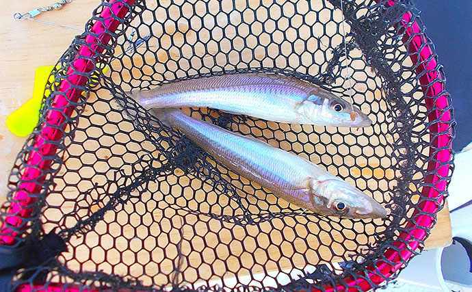 早朝3時間限定のボート釣りでシロギスを快釣！【兵庫】ゲスト交じりでヒット多発