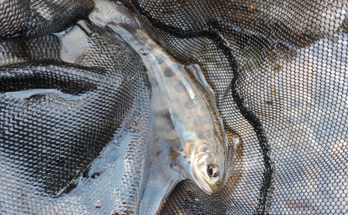 渓流釣りターゲットのサイズによるアタリの違い　大型魚ほどアタリが小さい？