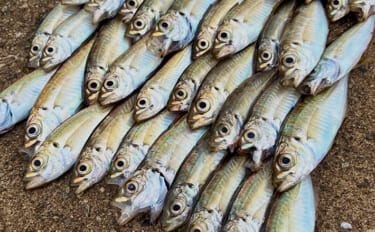 関西サビキ釣り釣果速報：夕マヅメの『大阪南港魚つり園』で豆アジ入れ食い…
