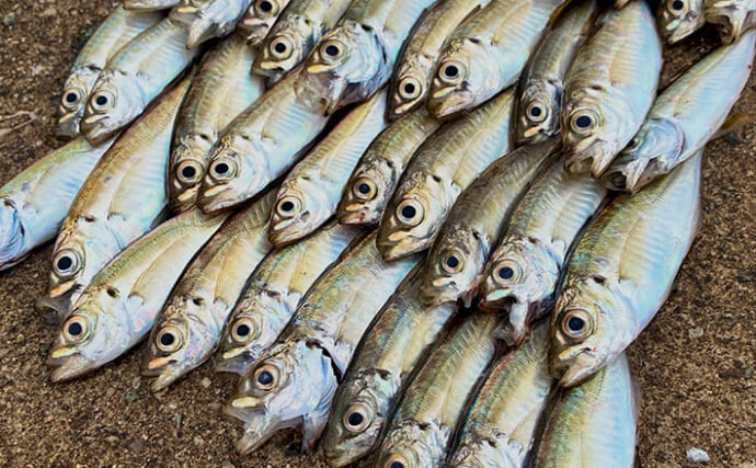 関西サビキ釣り釣果速報：夕マヅメの『大阪南港魚つり園』で豆アジ入れ食いで47匹手中