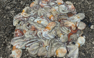 大阪湾奥でタコ釣りが好調継続中！ 沖堤防で400g級のマダコが28匹と…