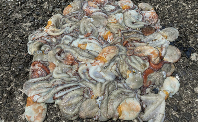 大阪湾奥でタコ釣りが好調継続中！ 沖堤防で400g級のマダコが28匹と爆釣