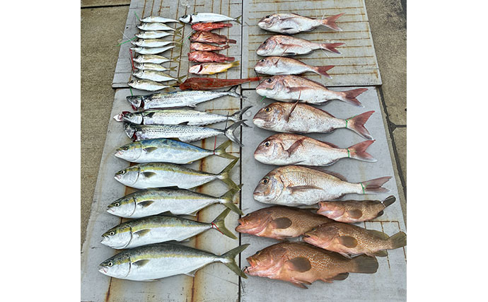 落とし込み終盤戦で50cm超えマダイを連打【和歌山・紀北】多彩な魚種で土産充実