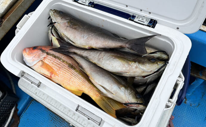白子入りイサキは今が旬！ 船上での処理・持ち帰り方・調理法・片付けまで徹底レポート