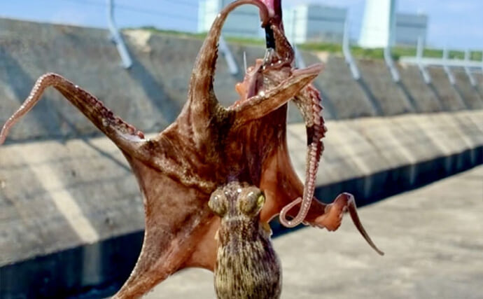 赤潮発生で激シブな『大阪南港魚つり園』でマダコ攻略　ポイント選びが決め手！