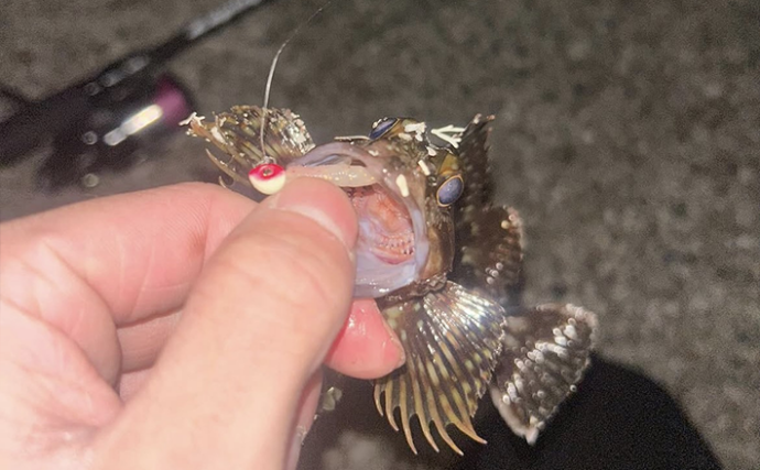 夜の堤防釣りを短時間で楽しむなら「カサゴルアー釣り」がおすすめ！　初心者向けに解説