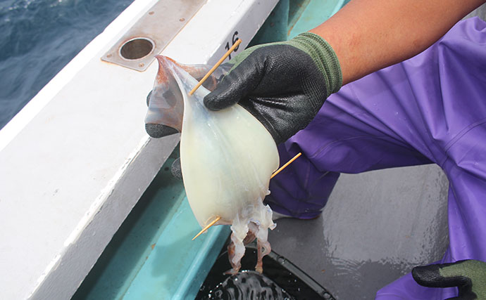 釣り人の特権『イカの沖干し』は寝かせるともっとウマい？ 3種の保存方法を徹底検証
