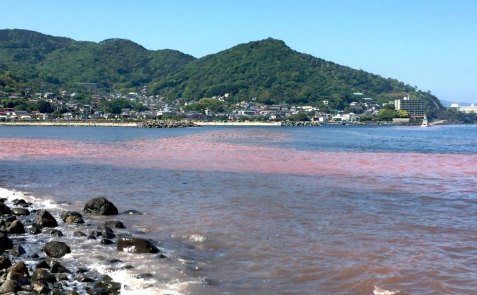 赤潮の影響で養殖カンパチなどが40万匹以上被害　粘土の海中散布が赤潮駆除につながる訳とは？