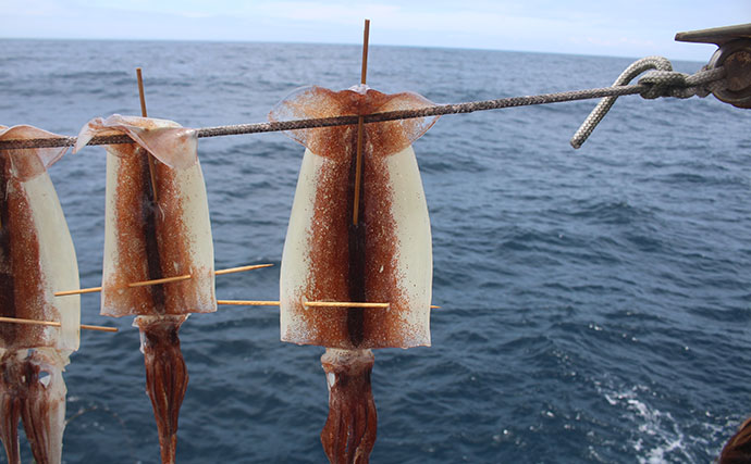 釣り人の特権『イカの沖干し』は寝かせるともっとウマい？ 3種の保存方法を徹底検証