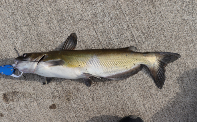 琵琶湖の「南湖」で在来魚の増加が確認される　水質改善と外来生物の駆除が奏功か
