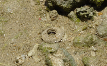 潮干狩り時に見かける「海の茶碗」の正体は食用貝『ツメタガイ』の卵