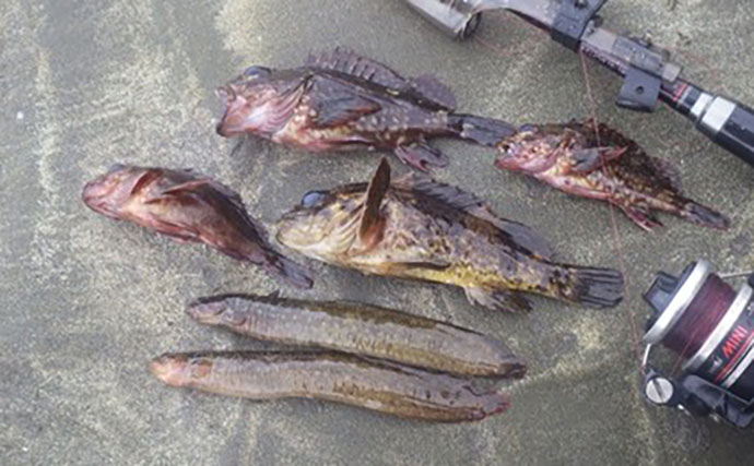 日本最古の人工島は根魚パラダイスだった【和賀江島・鎌倉】穴釣りでギンポを狙う！