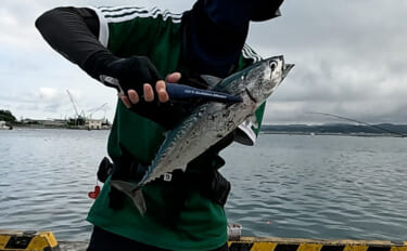 館山エリアの堤防でソウダガツオ5匹キャッチ！【千葉】今期の魚は一筋縄で…