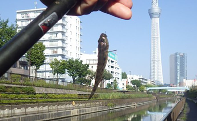 東京23区でハゼ釣りシーズンが開幕！ デキハゼ5～10cmが52匹とスタートダッシュに成功