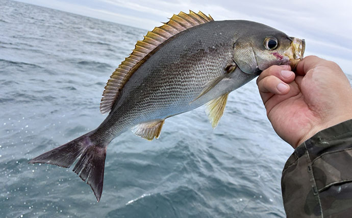 シーズン終盤のイサキSLJで本命連発【じらまる・下関】マダイにキジハタに魚種も多彩！