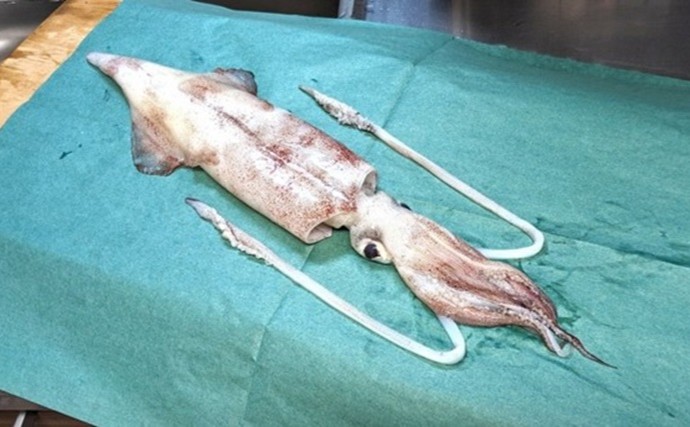 魚介類の揚げ物は美味しいけど油跳ねがち！ 破裂防止対策と飛び散った油の処理について解説！