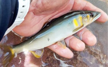 桂川アユ釣果レポート：友釣りでアユ53尾好捕【山梨】渓魚の活性高くヤマ…