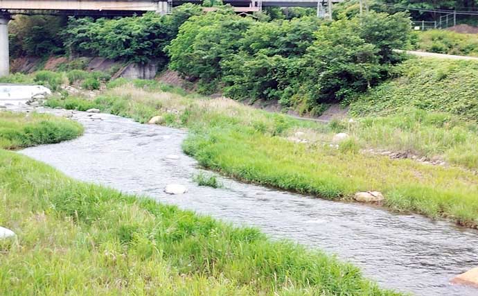 桂川アユ釣果レポート：友釣りでアユ53尾好捕【山梨】渓魚の活性高くヤマメも登場