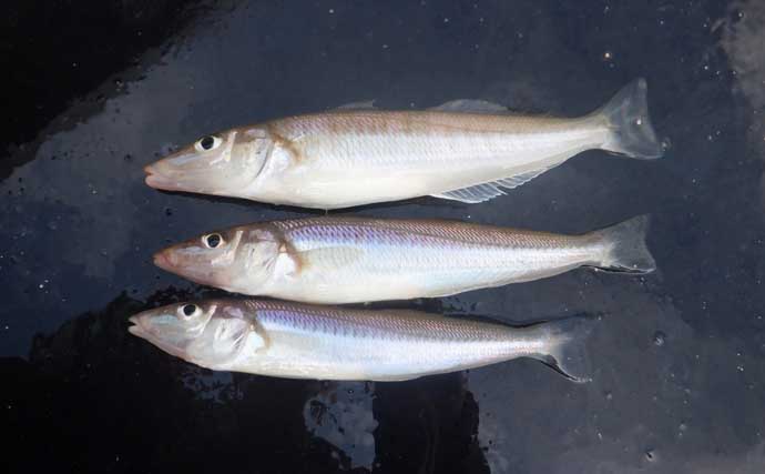 夏を代表する魚「キス（シロギス）」を船で釣ろう！【タックル・仕掛け・エサ・釣り方を解説】