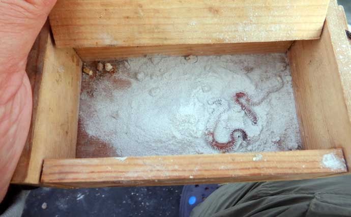 夏を代表する魚「キス（シロギス）」を船で釣ろう！【タックル・仕掛け・エサ・釣り方を解説】