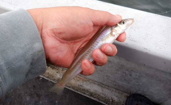 夏を代表する魚「キス（シロギス）」を船で釣ろう！【タックル・仕掛け・エサ・釣り方を解説】