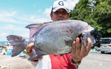 イシダイが船中2桁釣果！トップ4匹と快釣【船エサ釣り釣果速報8選・三重…