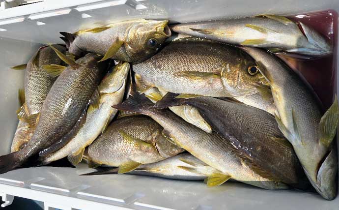イシダイが船中2桁釣果！トップ4匹と快釣【船エサ釣り釣果速報8選・三重】
