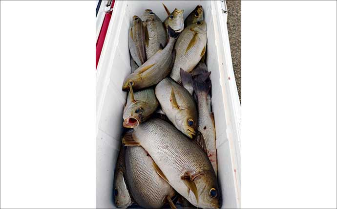 イシダイが船中2桁釣果！トップ4匹と快釣【船エサ釣り釣果速報8選・三重】