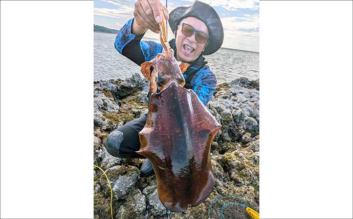地磯エギングで1.5kgアオリイカをキャッチ【福岡】藻地帯を丁寧に探ってヒット