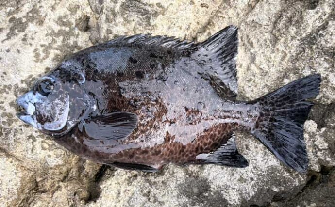 餌代0円の「貧乏スタイル？」石物釣りで見事にイシガキダイを手中！【伊豆半島・地磯】