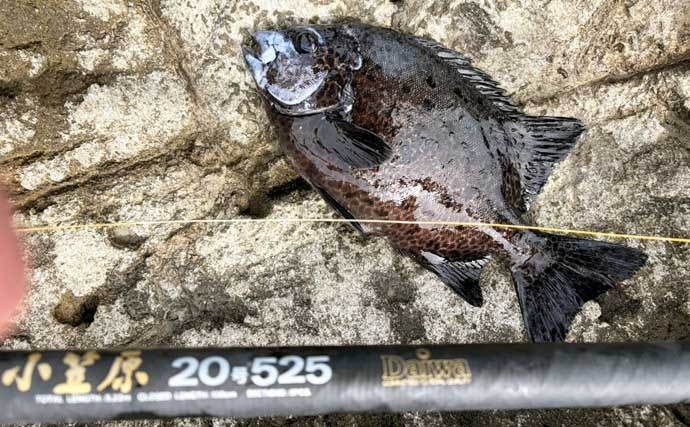 餌代0円の「貧乏スタイル？」石物釣りで見事にイシガキダイを手中！【伊豆半島・地磯】