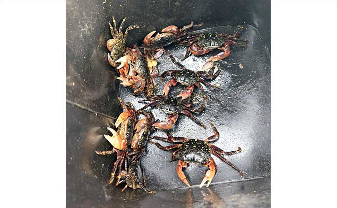 餌代0円の「貧乏スタイル？」石物釣りで見事にイシガキダイを手中！【伊豆半島・地磯】