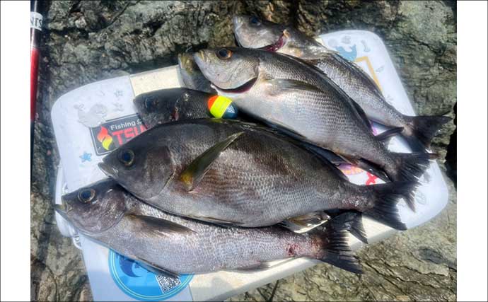 磯釣りでアカハタ・イサキ・クロ・ハマチと多彩な釣果に大満足！【深島の磯・大分】