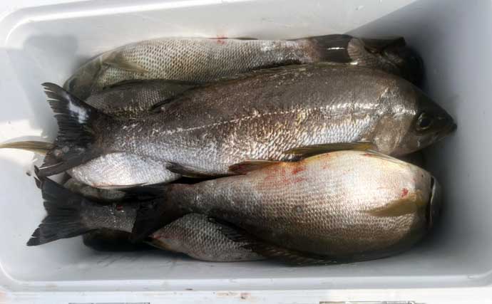 磯釣りでアカハタ・イサキ・クロ・ハマチと多彩な釣果に大満足！【深島の磯・大分】