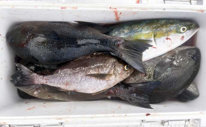 磯釣りでアカハタ・イサキ・クロ・ハマチと多彩な釣果に大満足！【深島の磯・大分】