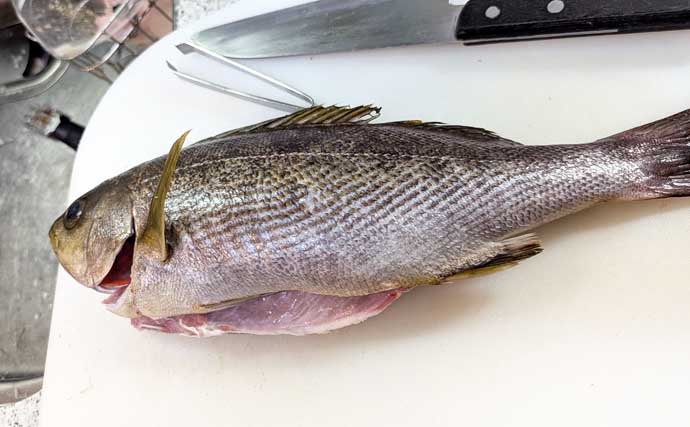 伝統釣法「高仕掛け」で速潮を攻略成功！ マダイ・アジ・イサギが続々【畑中丸・加太】