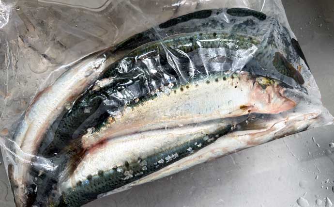 宮城遠征で良型マイワシとサバをキャッチ　ぶっこみサビキ釣行をレポート