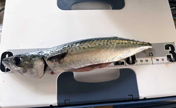 宮城遠征で良型マイワシとサバをキャッチ　ぶっこみサビキ釣行をレポート