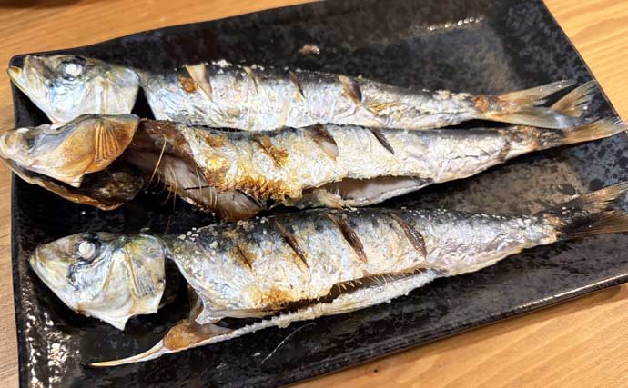 宮城遠征で良型マイワシとサバをキャッチ　ぶっこみサビキ釣行をレポート