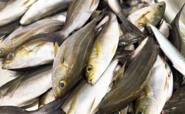東京湾でイサキ100匹超えの大爆釣！【太郎八丸】旬魚を刺身・真子の煮付…