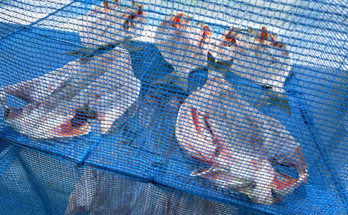 東京湾でイサキ100匹超えの大爆釣！【太郎八丸】旬魚を刺身・真子の煮付け・一夜干しで堪能