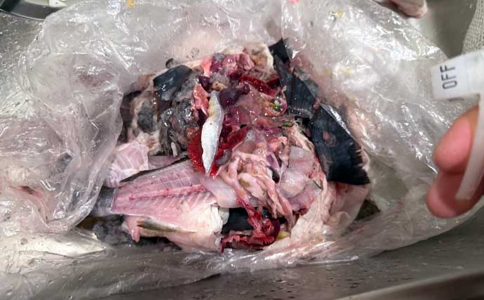 東京湾でイサキ100匹超えの大爆釣！【太郎八丸】旬魚を刺身・真子の煮付け・一夜干しで堪能