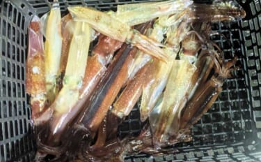 日本海イカメタル釣行でケンサキイカ13杯【京都】自作ドロッパーで頻繁に…