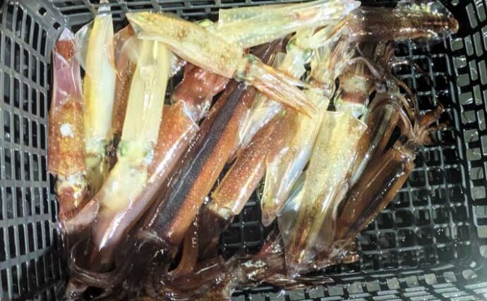 日本海イカメタル釣行でケンサキイカ13杯【京都】自作ドロッパーで頻繁に変化する棚を攻略