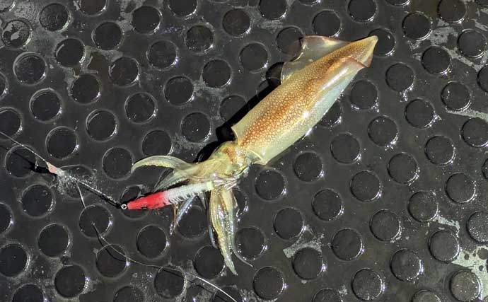 日本海イカメタル釣行でケンサキイカ13杯【京都】自作ドロッパーで頻繁に変化する棚を攻略