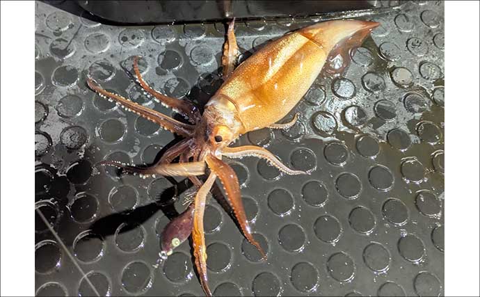 日本海イカメタル釣行でケンサキイカ13杯【京都】自作ドロッパーで頻繁に変化する棚を攻略