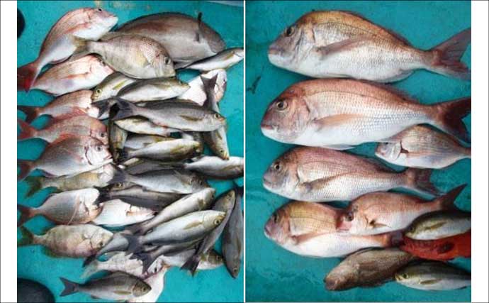関西エリアの【船釣り特選釣果7選】 イカメタルでスルメ交じりでシロイカ50匹超え！