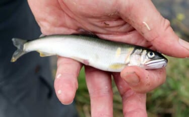 誰でも安全に楽しめる「小アユ釣り」入門 【シーズン・道具・エサ・釣り方…