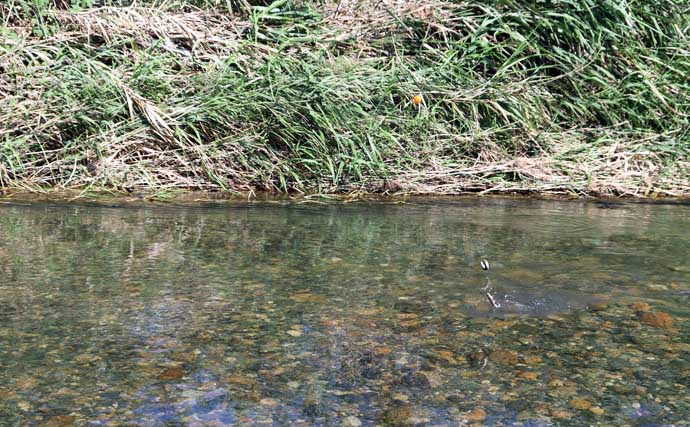 誰でも安全に楽しめる「小アユ釣り」入門 【シーズン・道具・エサ・釣り方を解説】